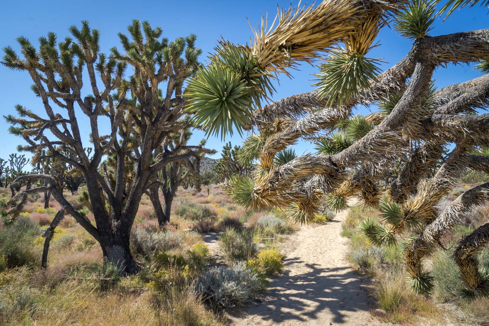 Mojave National Preserve the best stop between LA and Vegas