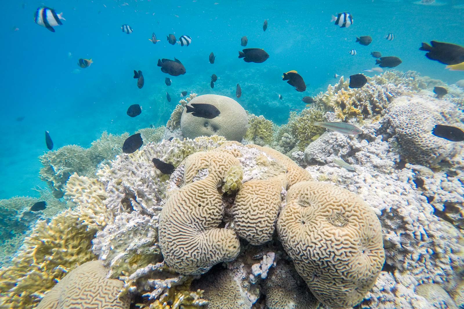 Red Sea snorkelling, Jordan
