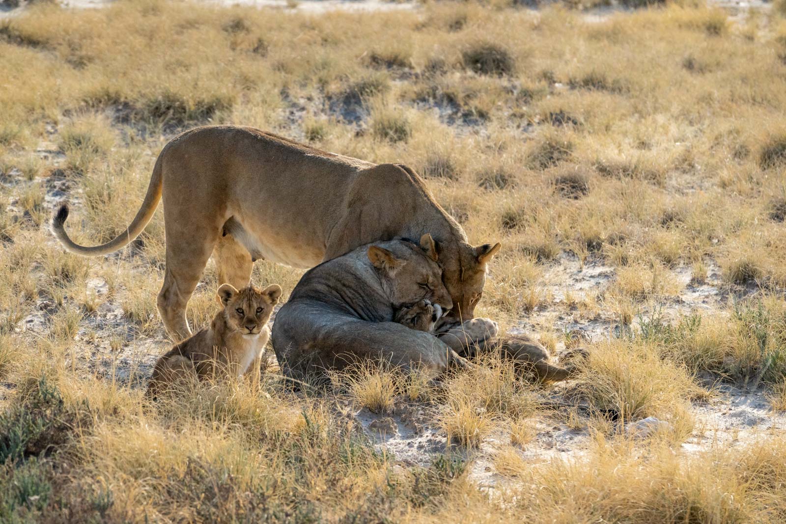 From South Africa to Namibia with G Adventures My review!