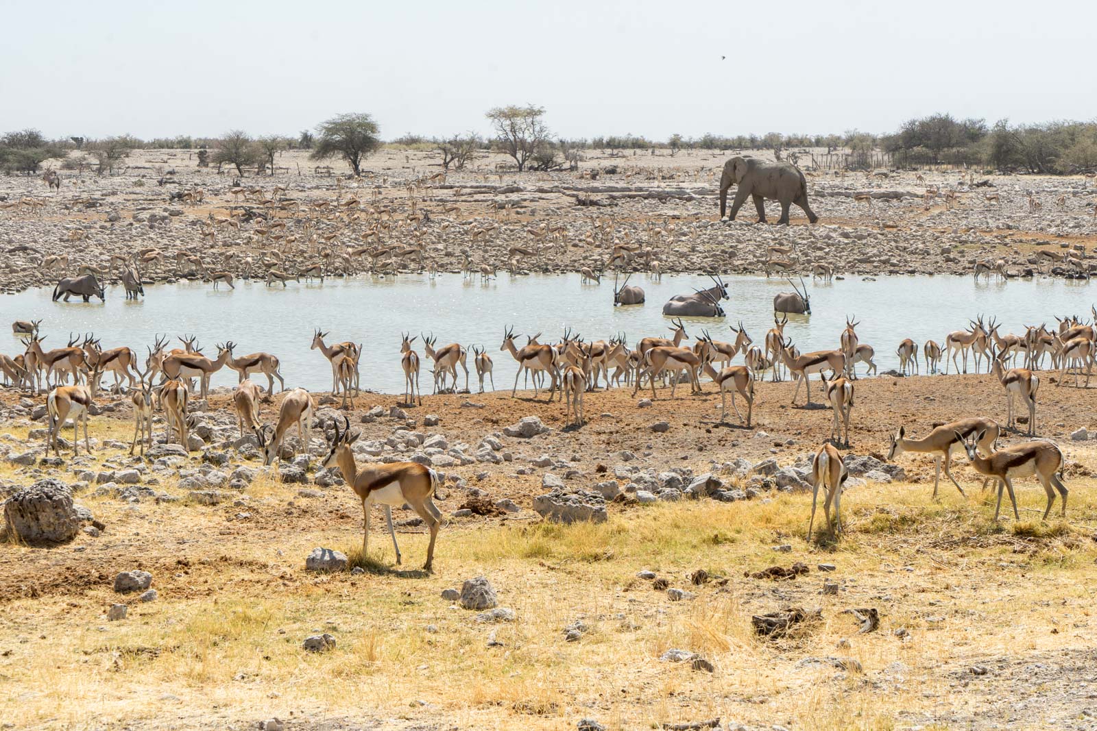 Etosha National Park, Namibia