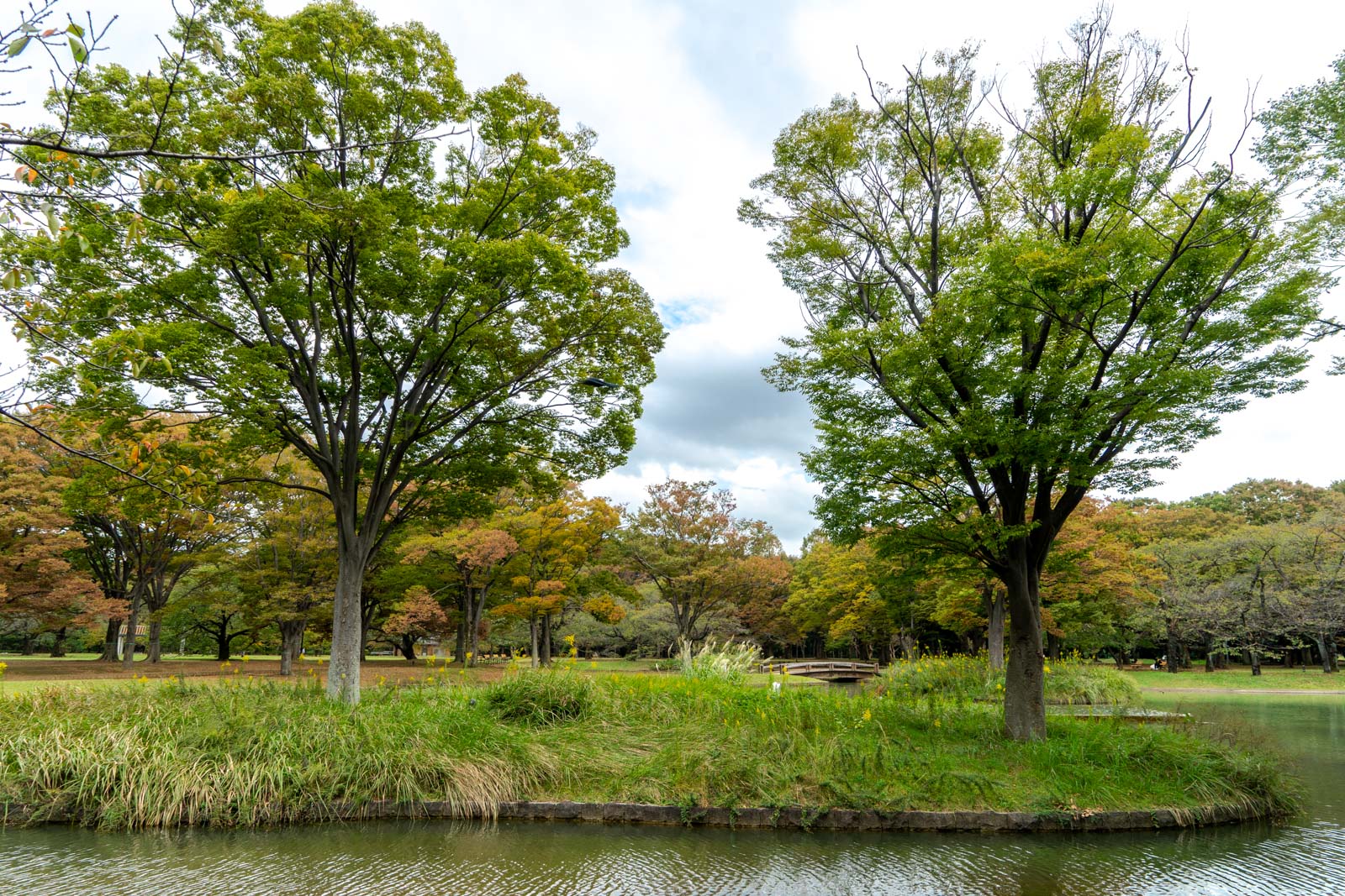 Yoyogi Park, Tokyo, Japan