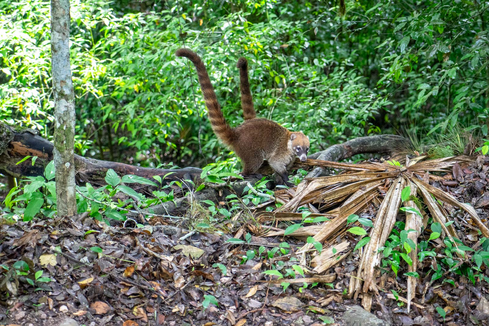 Tikal, Guatemala