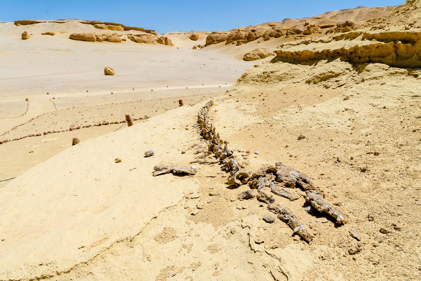Whale Valley, Wad Al-Hitan, Egypt