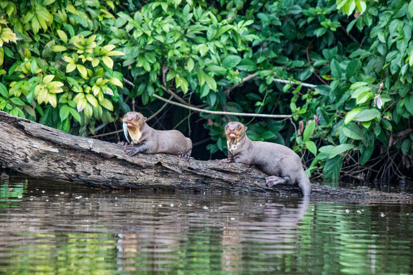 Amazon in Peru