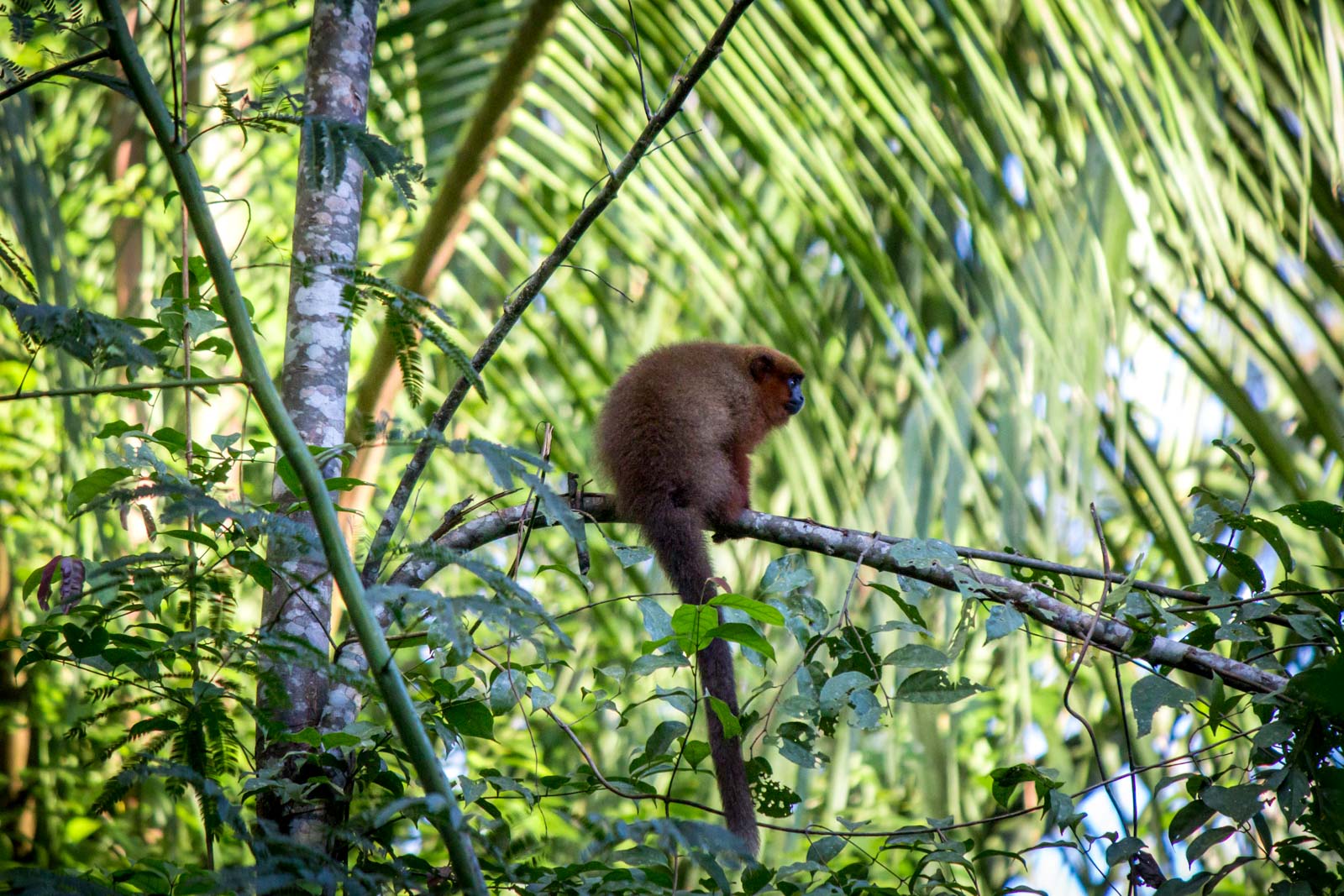 Amazon in Peru
