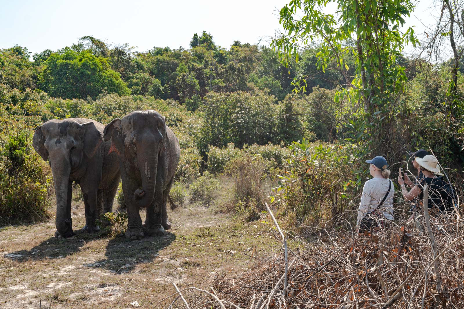 Kulen Elephant Forest, Siem Reap, Cambodia