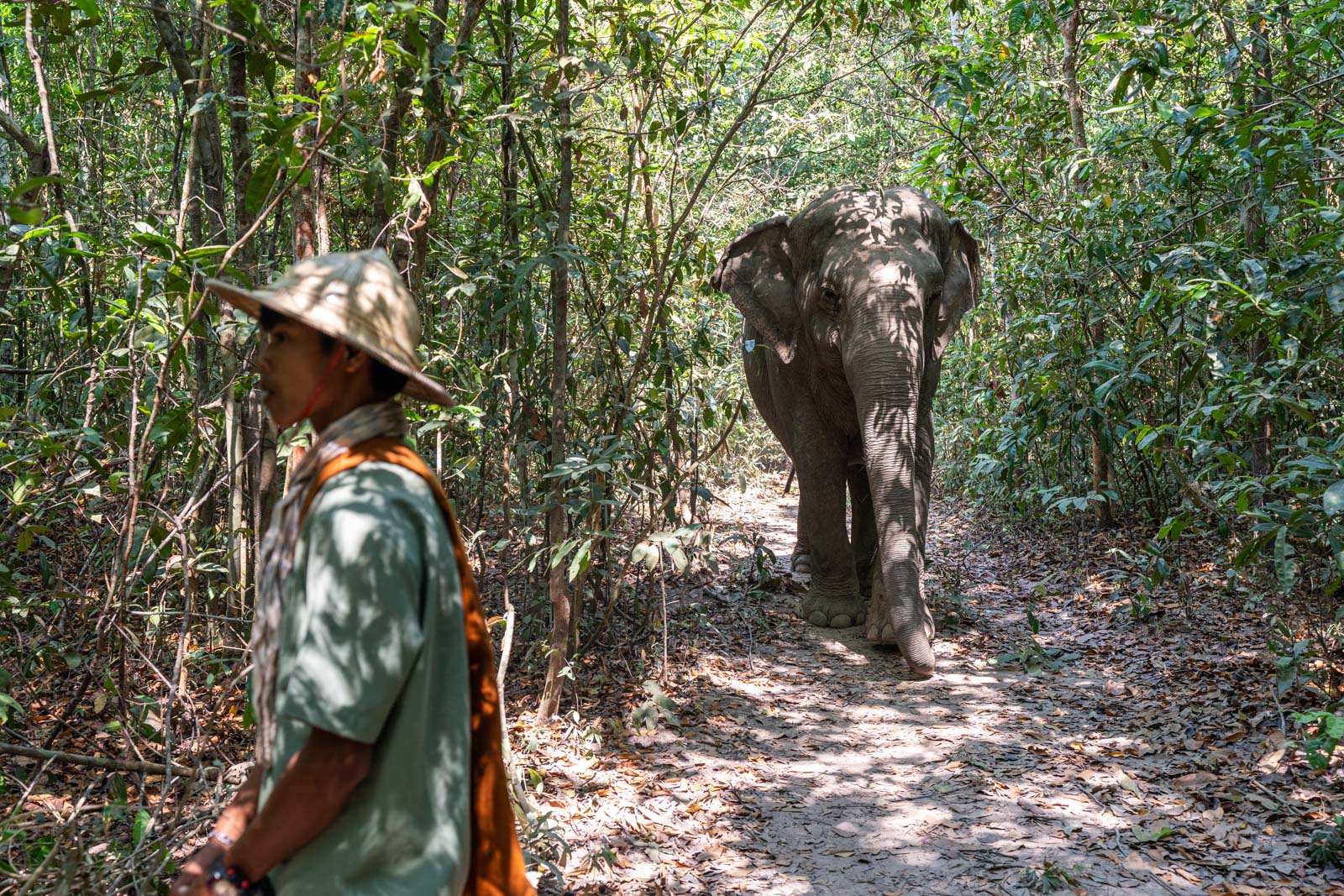 Kulen Elephant Forest, Siem Reap, Cambodia