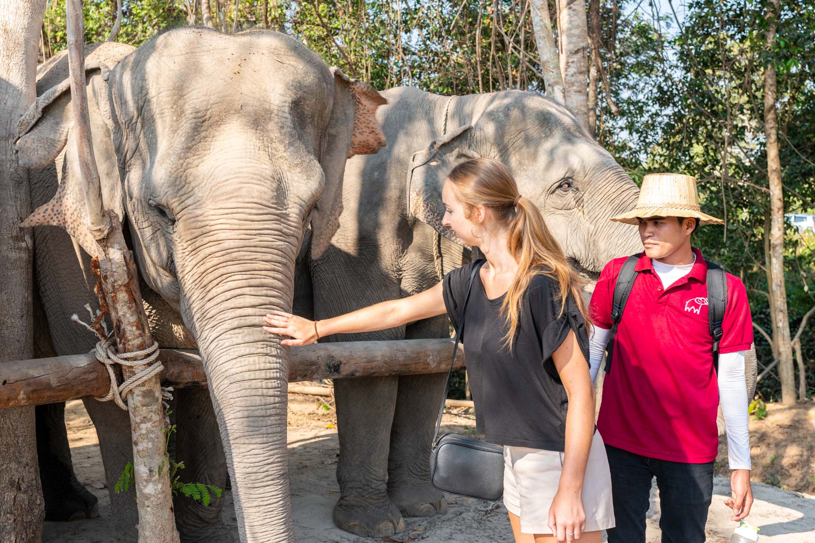 Kulen Elephant Forest, Siem Reap, Cambodia