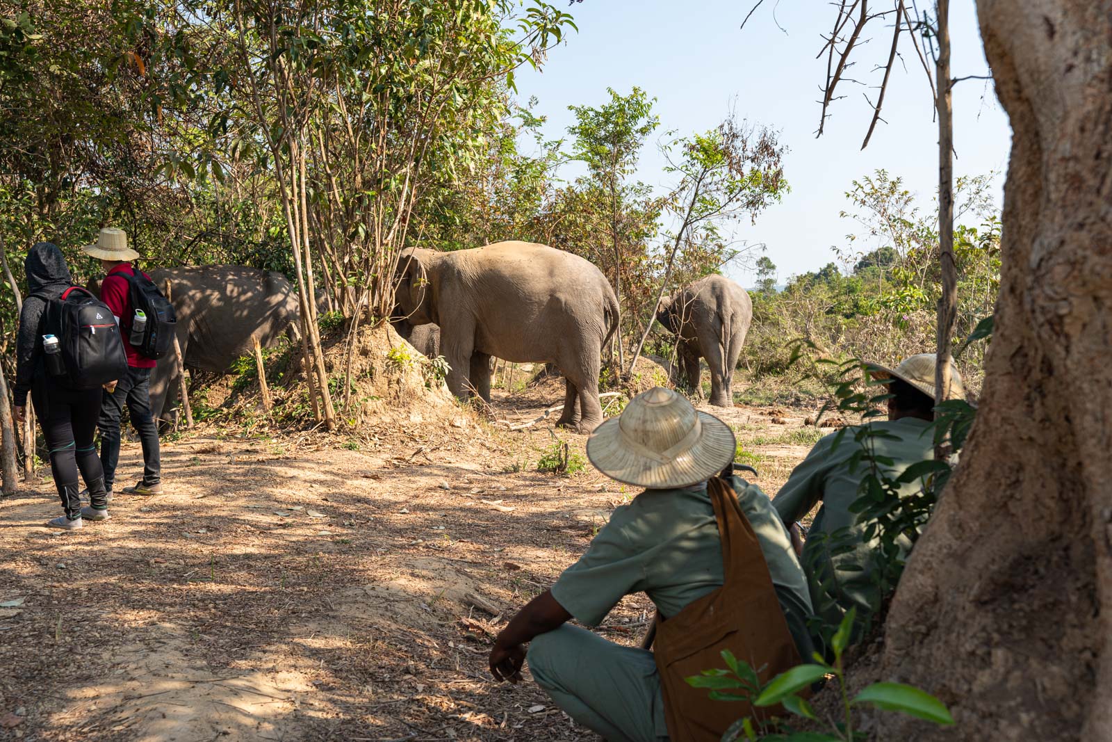 Kulen Elephant Forest, Siem Reap, Cambodia