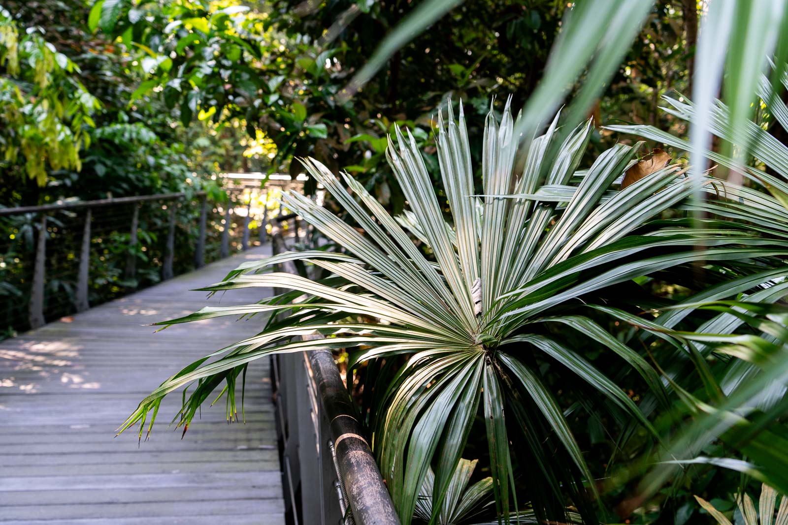 SPH Walk of Giants, Singapore Botanic Gardens
