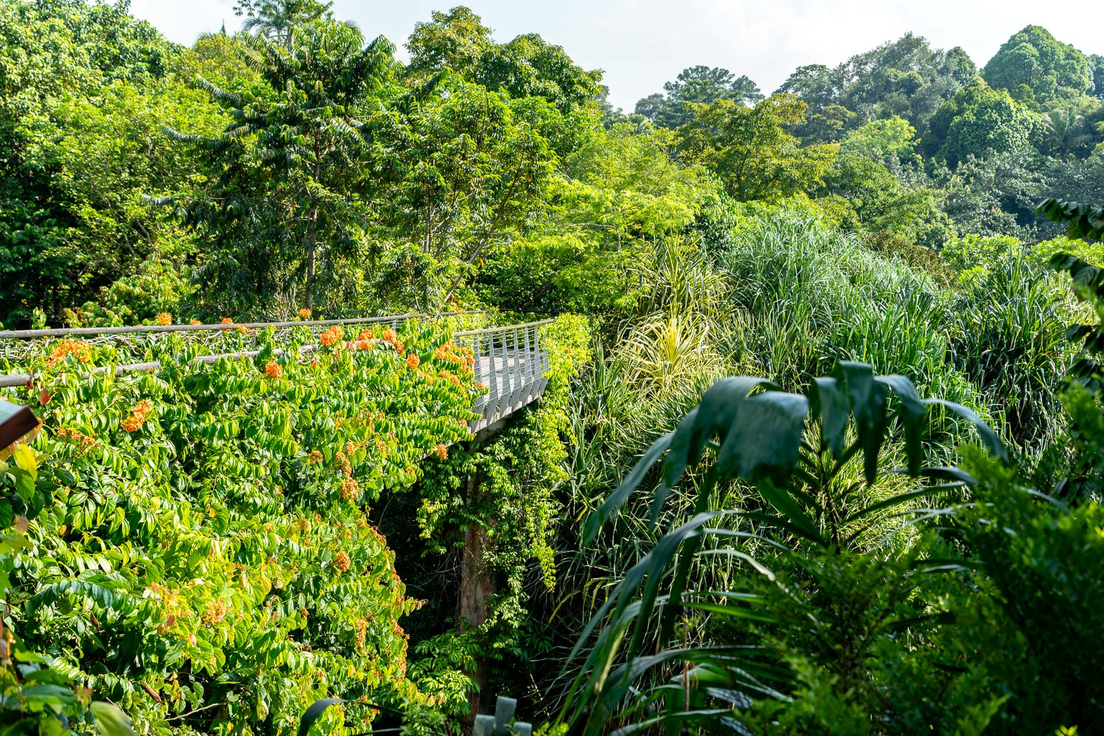 A canopy walk while visiting the Singapore Botanic Gardens