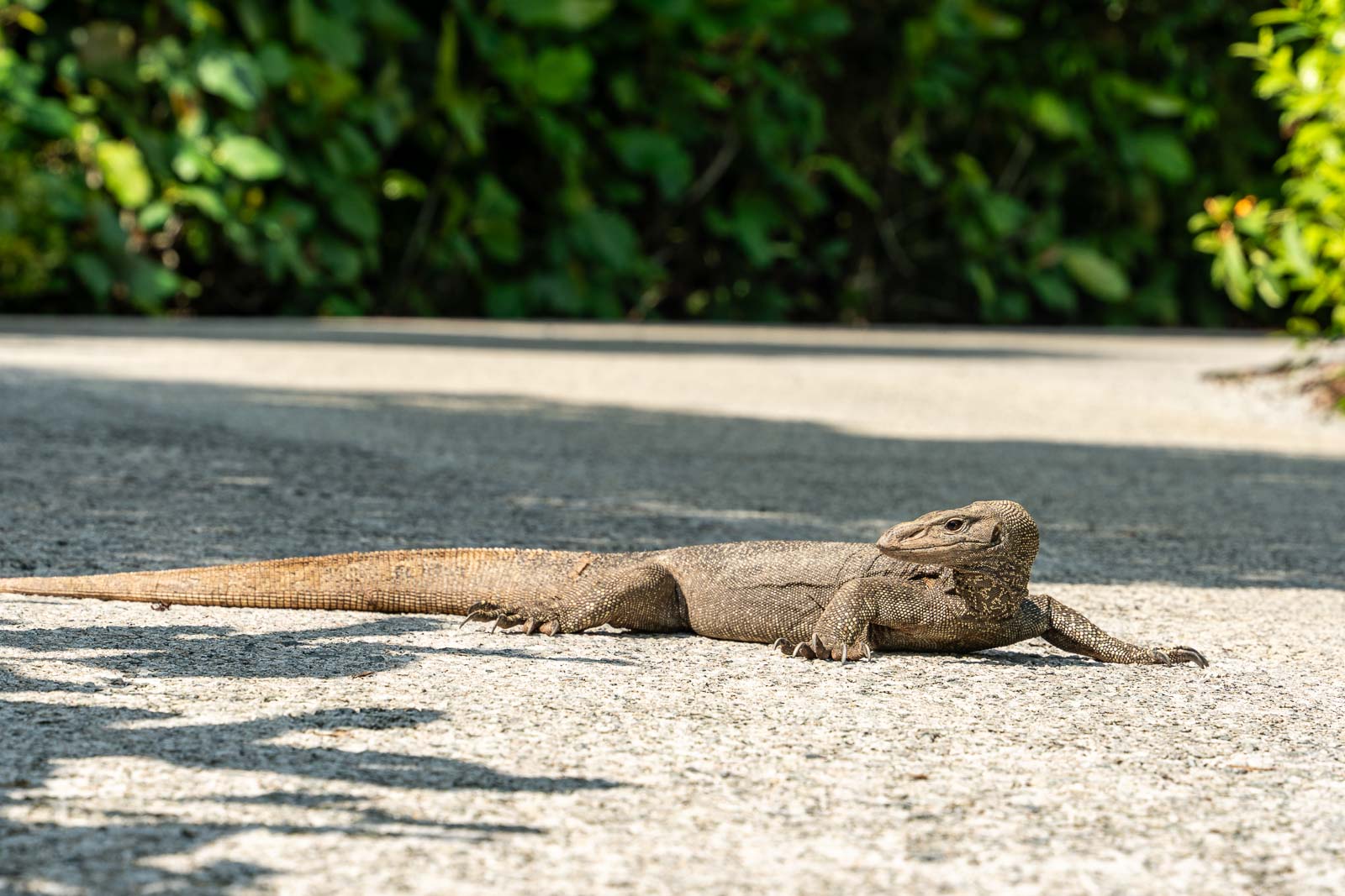 Animals at the Singapore Botanic Gardens