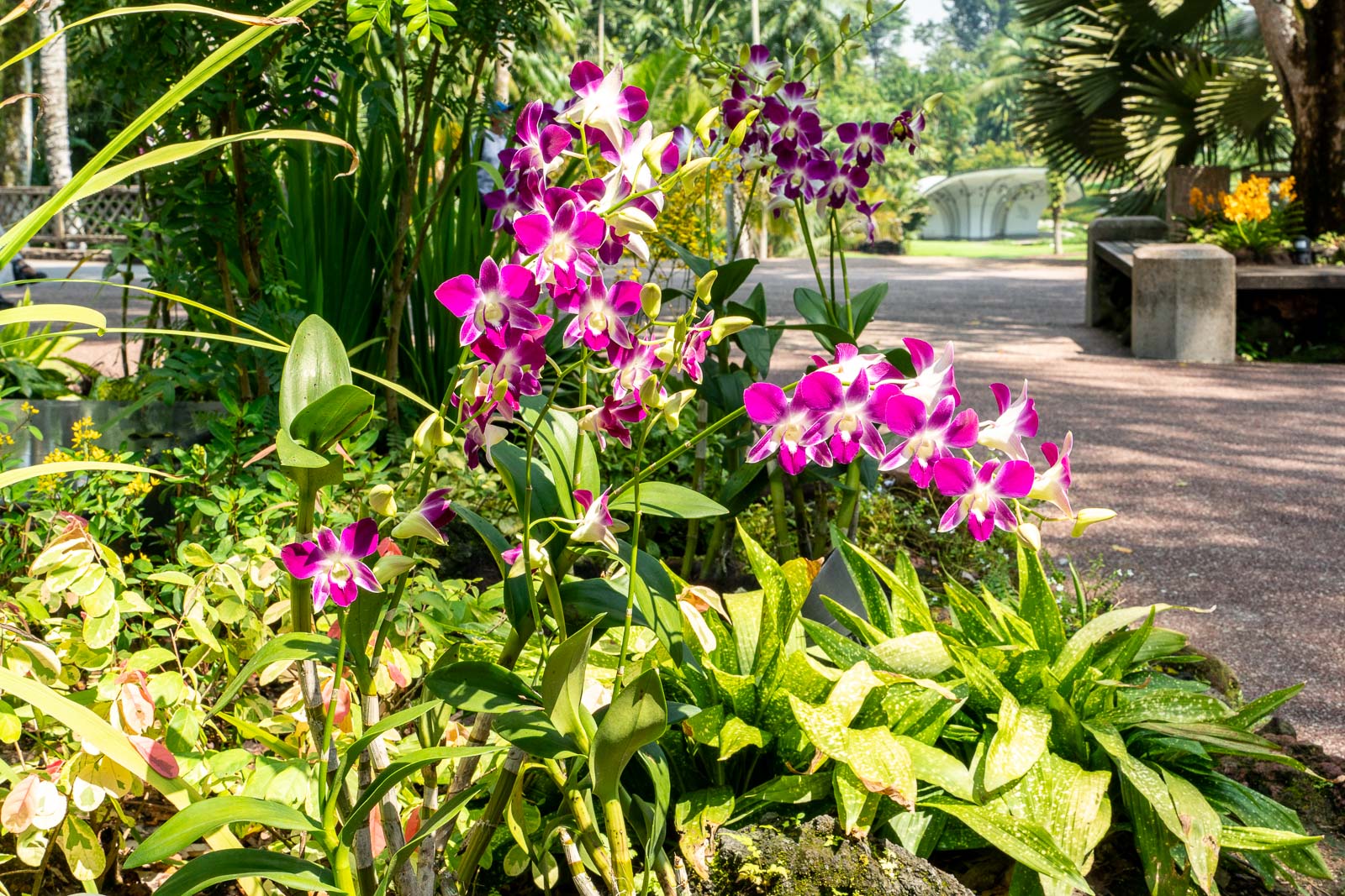 Orchids at the Singapore Botanic Gardens
