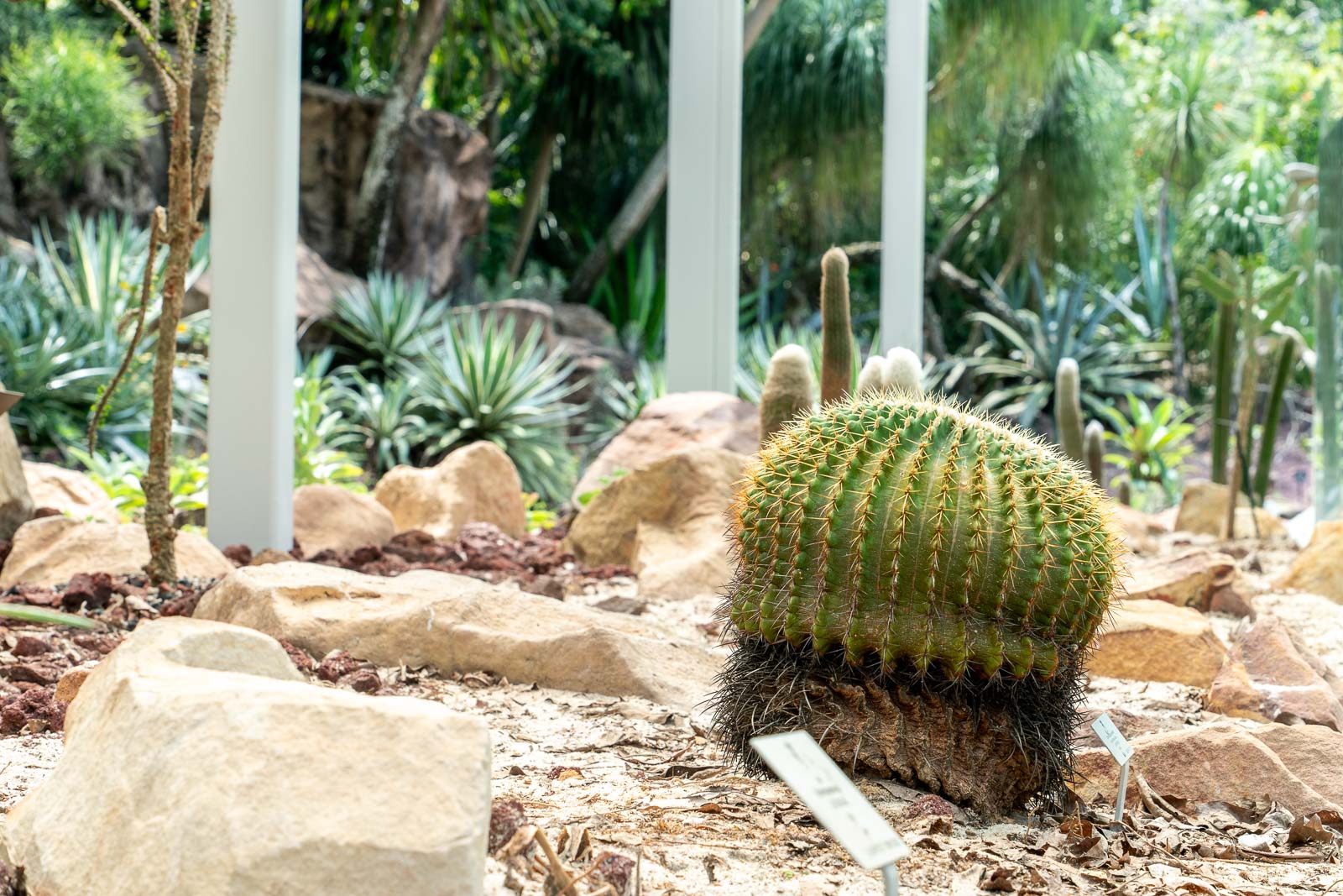 Cactus Garden at the Singapore Botanic Gardens