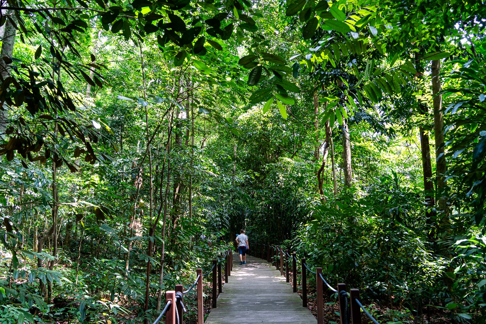 Rain Forest, Singapore Botanic Gardens